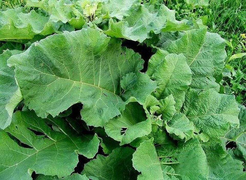 Burdock hostoak - barizeak tratatzeko herri erremedio bat